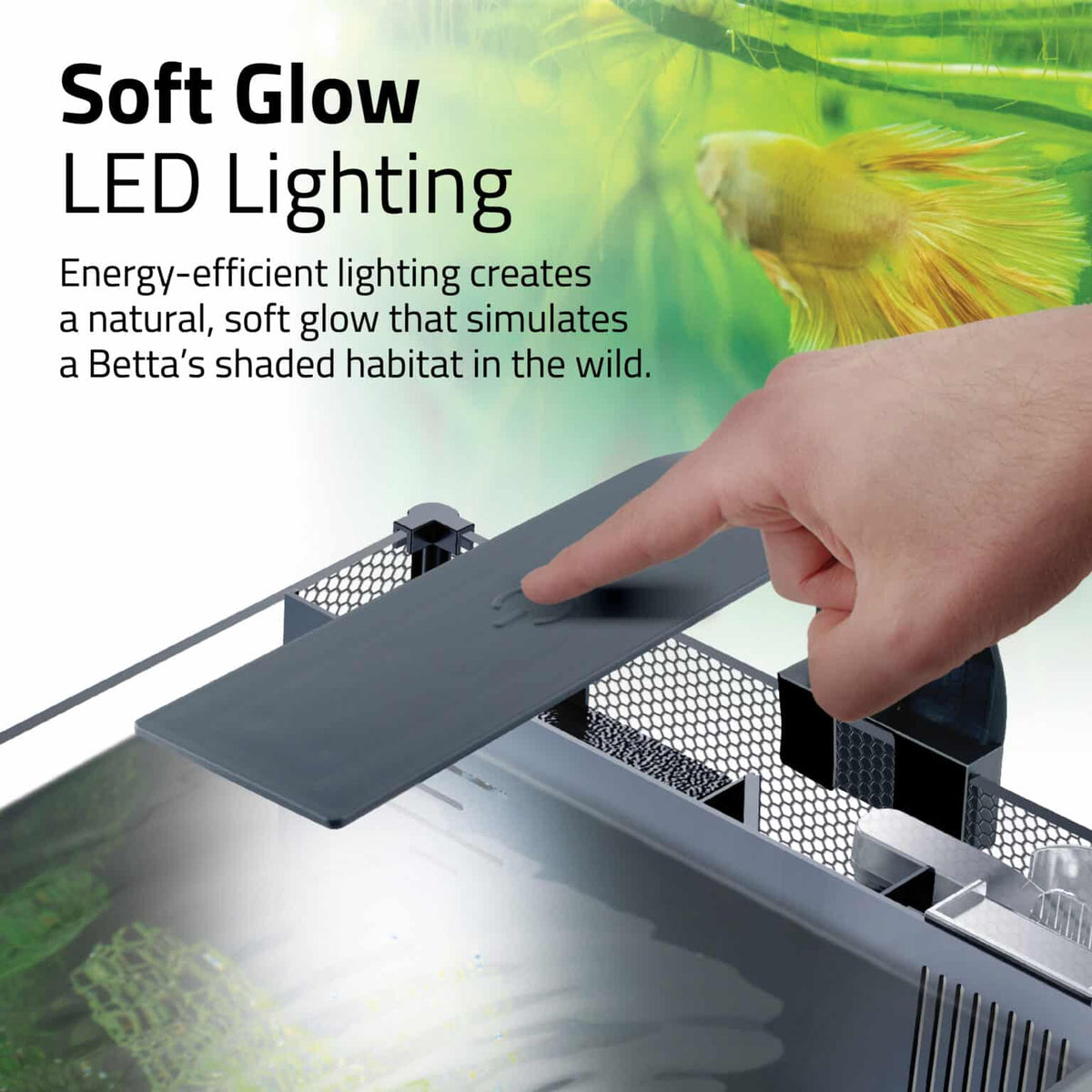 Betta Premium Aquarium Kit