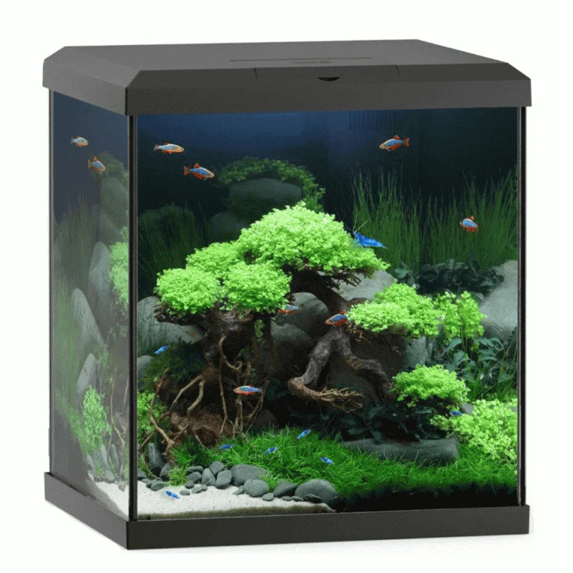 Vio Cube 54