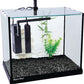 Betta Oasis