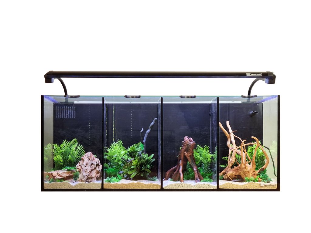 Betta