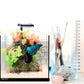 Betta Oasis
