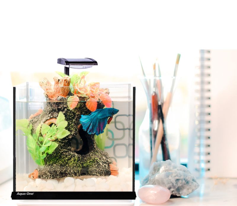 Betta Oasis