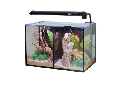 Betta