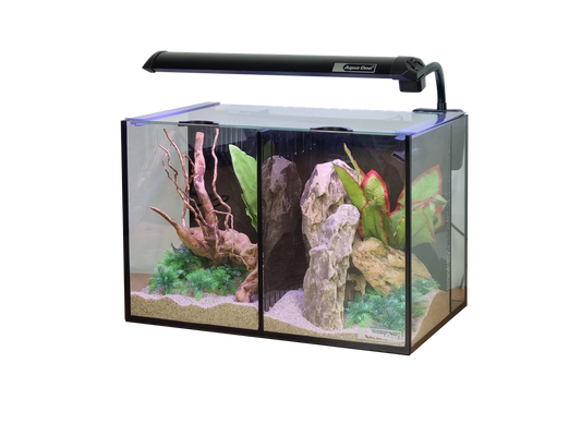 Betta