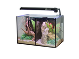 Betta