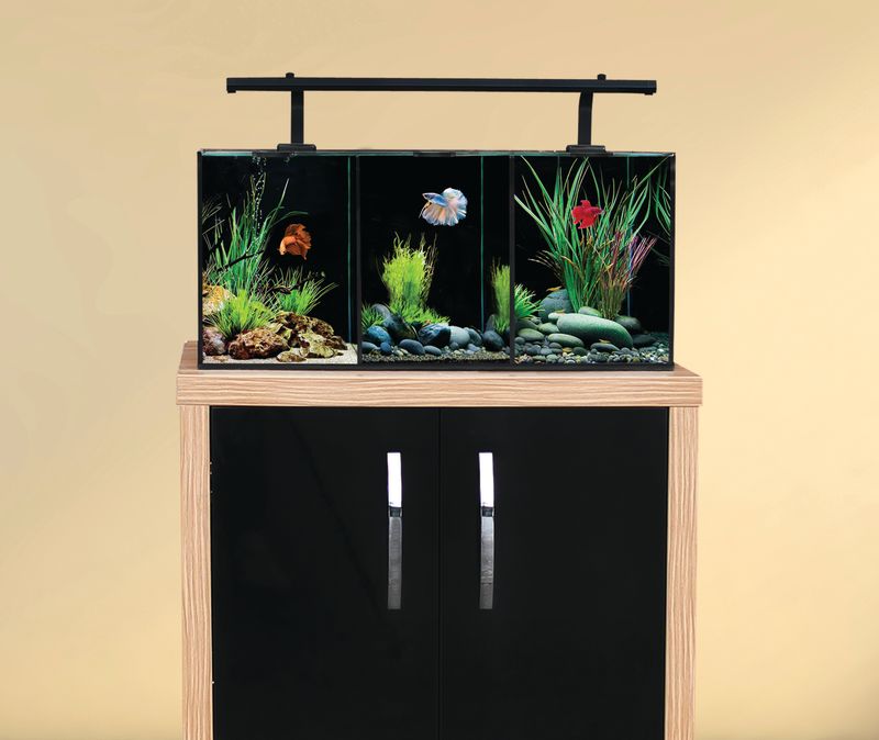 Betta